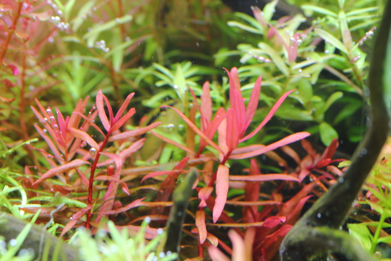 植栽から127日目